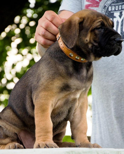 The "Superstar" puppy dog collar - Tampa Home & Garden Store