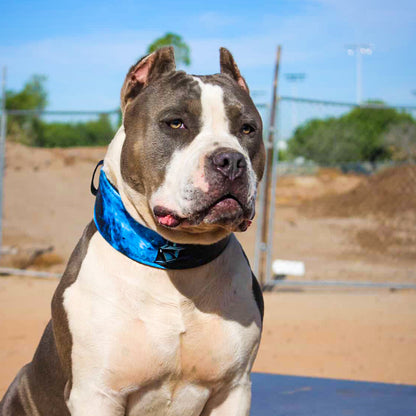The Vader Limited Collar - Tampa Home & Garden Store