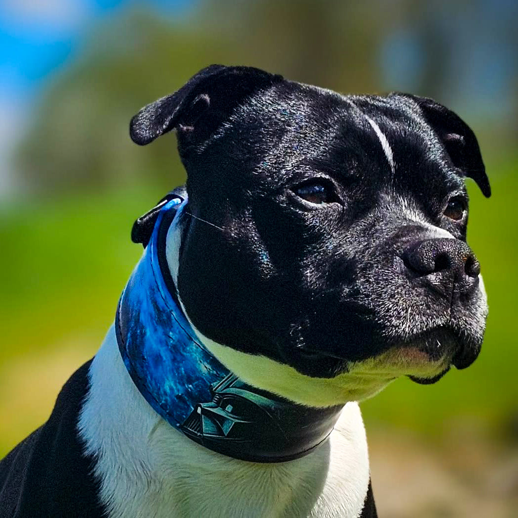 The Vader Limited Collar - Tampa Home & Garden Store