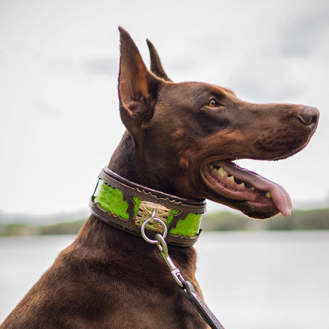The ''Venom'' collar - Tampa Home & Garden Store
