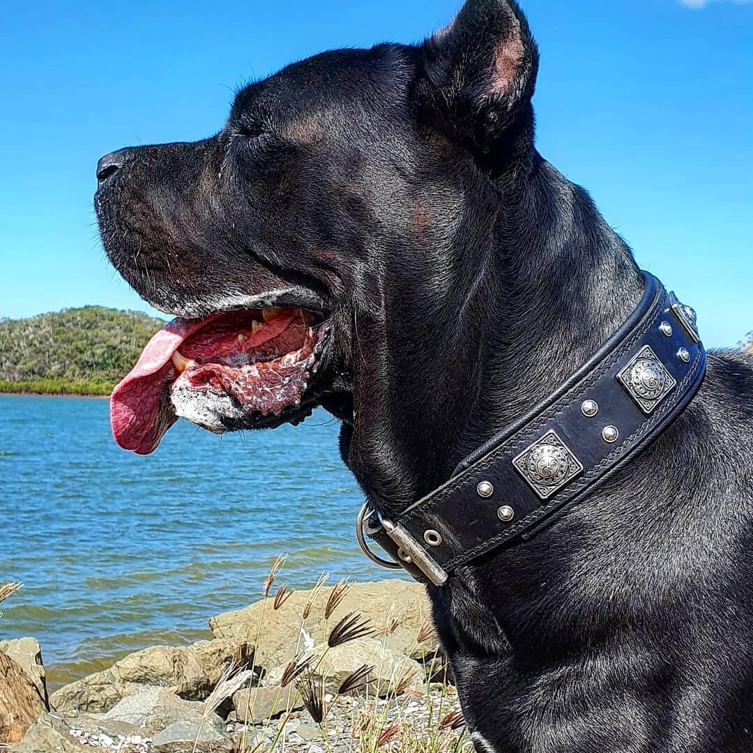 The all Black "Eros" collar 2.5 inch wide - Tampa Home & Garden Store