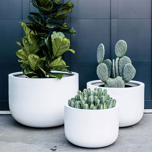 The Chop Low-Profile Planter | Wide Rim Feature Tree Pot