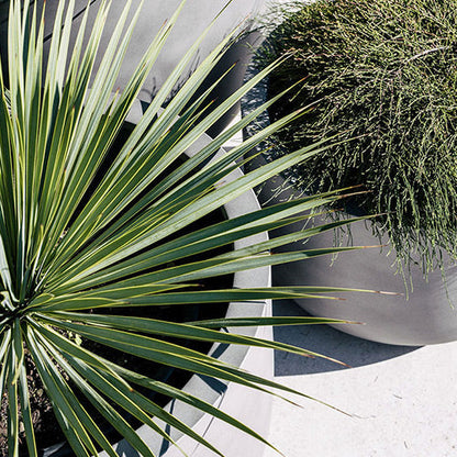 The Chop Low-Profile Planter | Wide Rim Feature Tree Pot