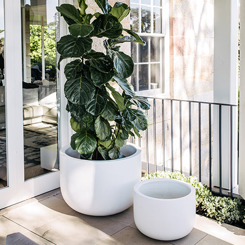 The Chop Low-Profile Planter | Wide Rim Feature Tree Pot