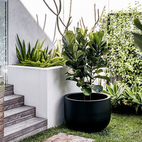 The Chop Low-Profile Planter | Wide Rim Feature Tree Pot
