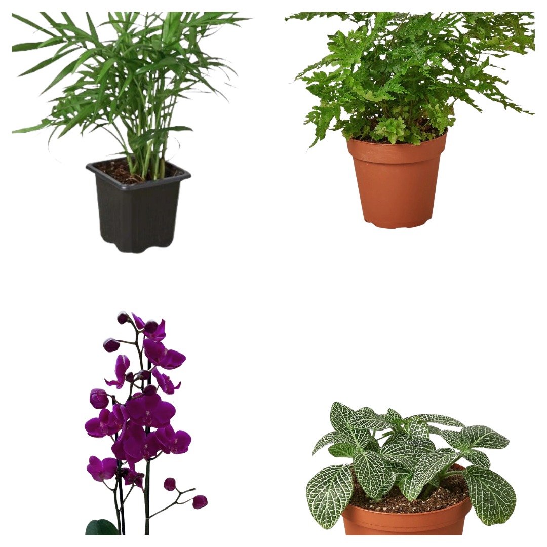 Victorian Woodland plant set: bamboo palm, fern, orchid, nerve plant in pots on Tampa Home & Garden Store