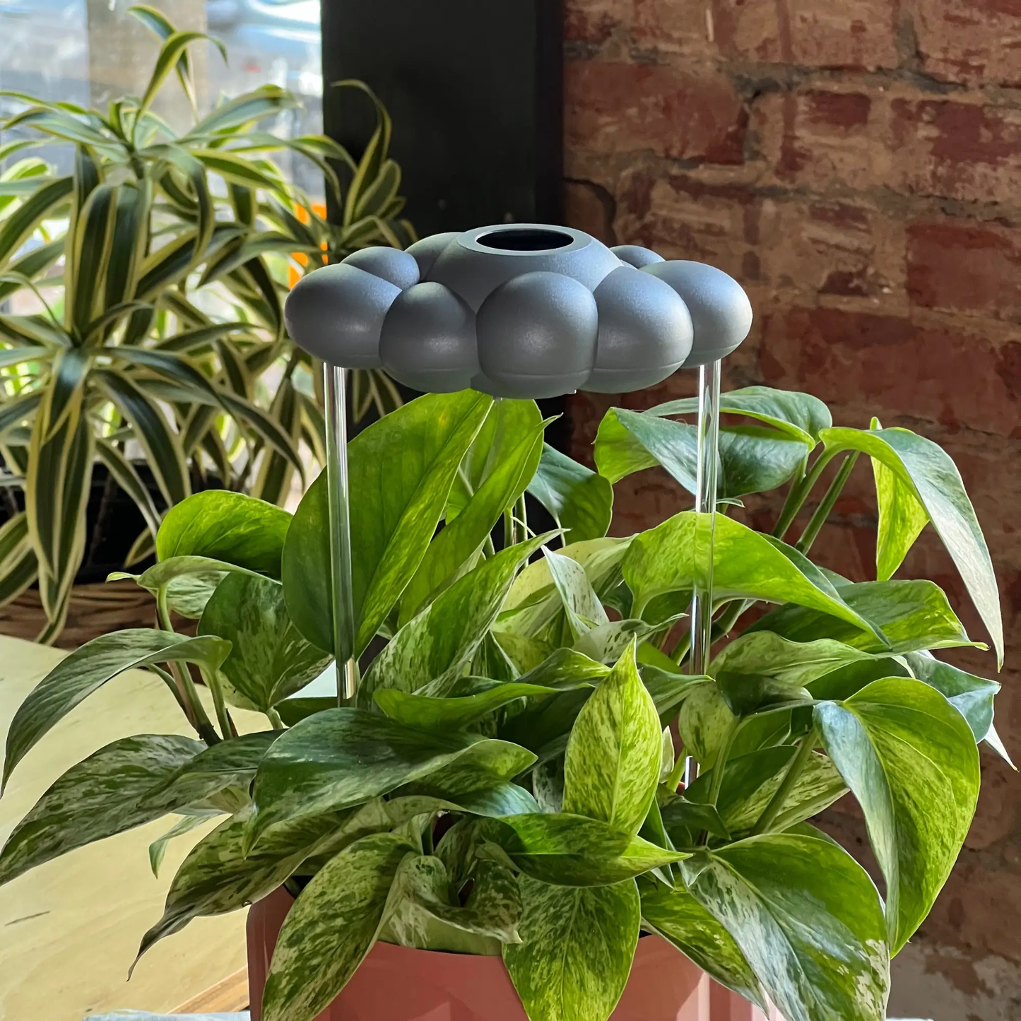 Stormy Dripping Rain Cloud Plant Waterer gray bubble-top watering globe for houseplants on Tampa Home & Garden Store