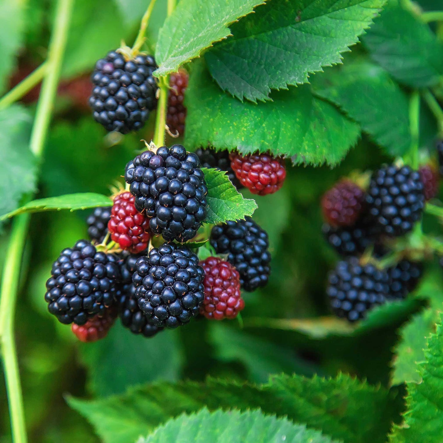 Thornless Blackberry Bush plant by Live Good Logistics with dark berries on green leaves on Tampa Home & Garden Store