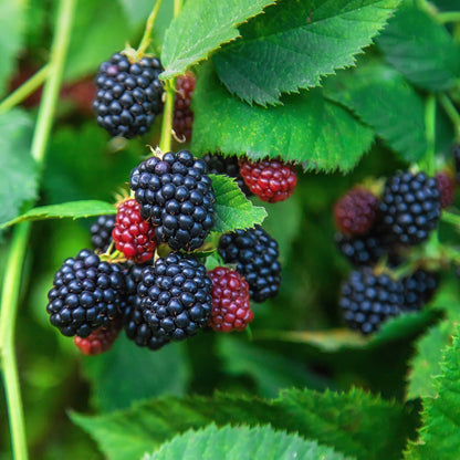 Thornless Blackberry Bush plant by Live Good Logistics with dark berries on green leaves on Tampa Home & Garden Store