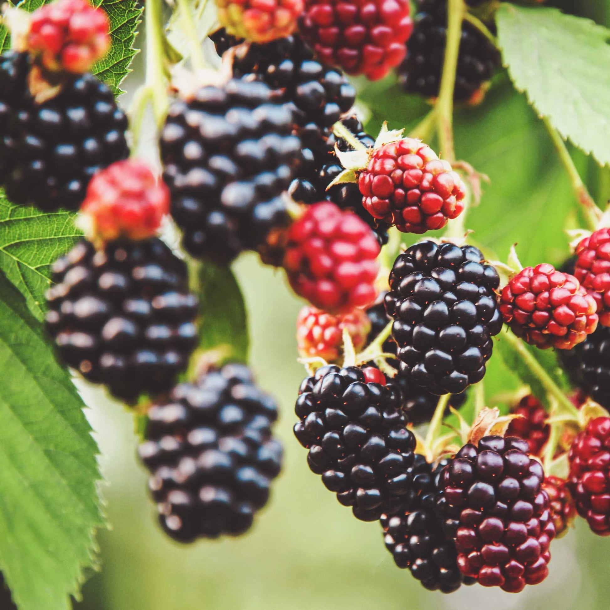 Thornless blackberry bush plant with blackberries and red berries on green leaves on Tampa Home & Garden Store
