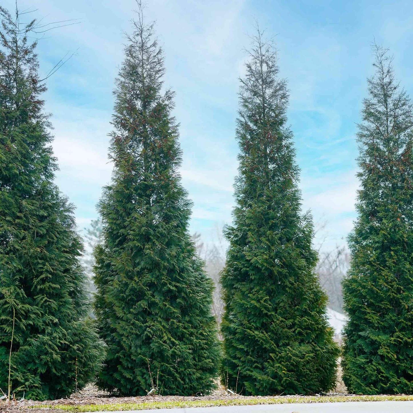 American Pillar Thuja trees, tall evergreen with dark-green needles by Live Good Logistics on Tampa Home & Garden Store