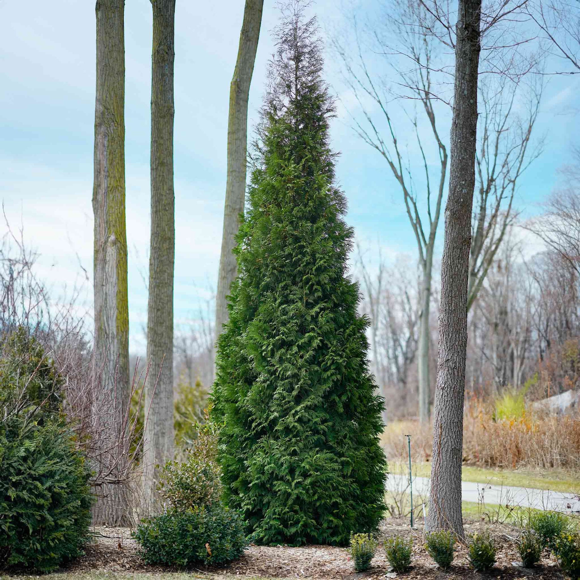American Pillar Thuja plant, tall columnar evergreen with green foliage for outdoor use on Tampa Home & Garden Store