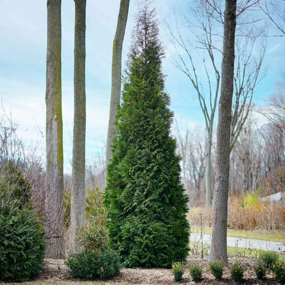 American Pillar Thuja plant, tall columnar evergreen with green foliage for outdoor use on Tampa Home & Garden Store