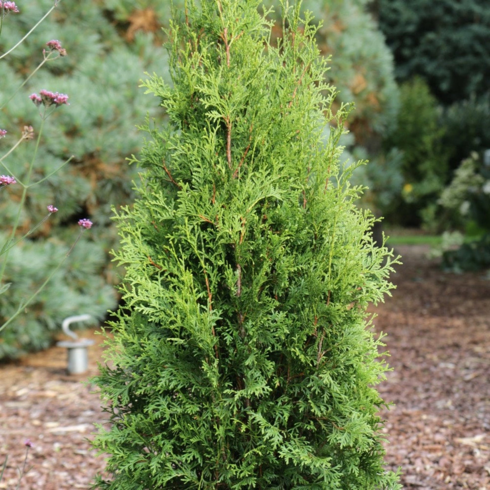 Private Jet™ Arborvitae plant, compact evergreen conifer with bright green foliage on Tampa Home & Garden Store
