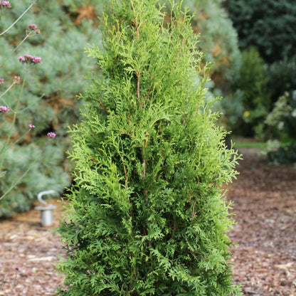 Private Jet™ Arborvitae plant, compact evergreen conifer with bright green foliage on Tampa Home & Garden Store