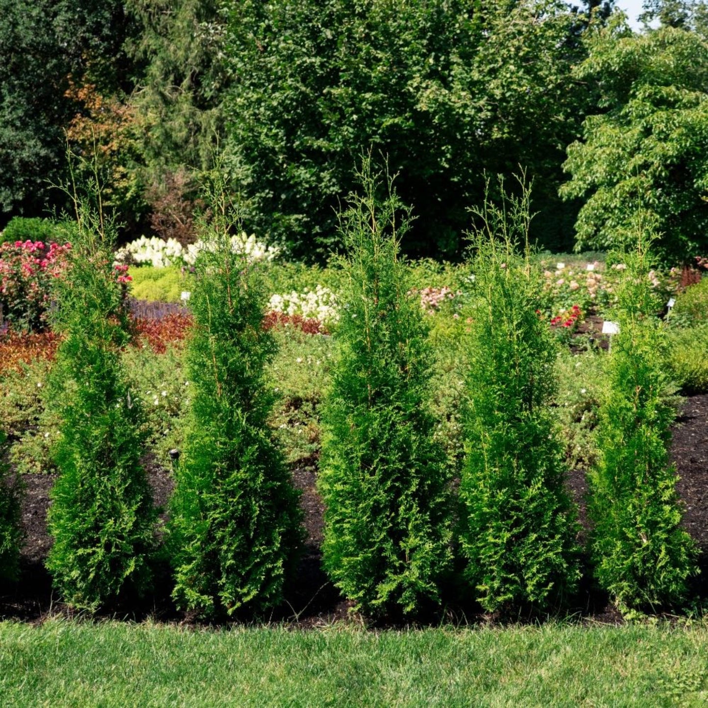 Private Jet Arborvitae plants form a dense evergreen hedge in a garden by Live Good Logistics on Tampa Home & Garden Store