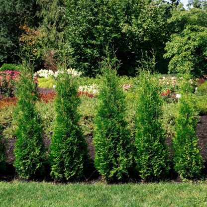 Private Jet Arborvitae plants form a dense evergreen hedge in a garden by Live Good Logistics on Tampa Home & Garden Store