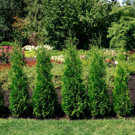 Private Jet Arborvitae plants form a dense evergreen hedge in a garden by Live Good Logistics on Tampa Home & Garden Store