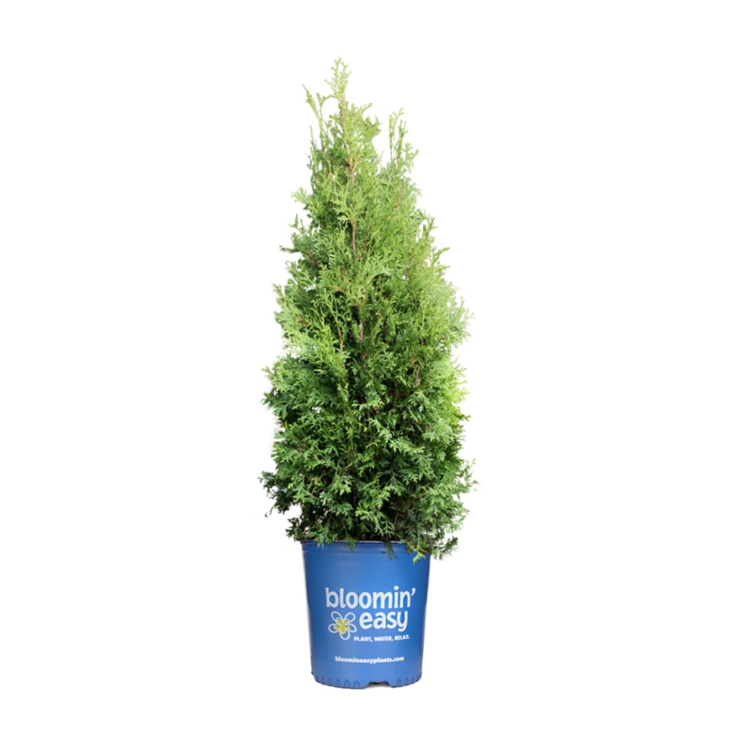 Private Jet Arborvitae plant in blue Bloomin' Easy pot with tall dense evergreen foliage on Tampa Home & Garden Store