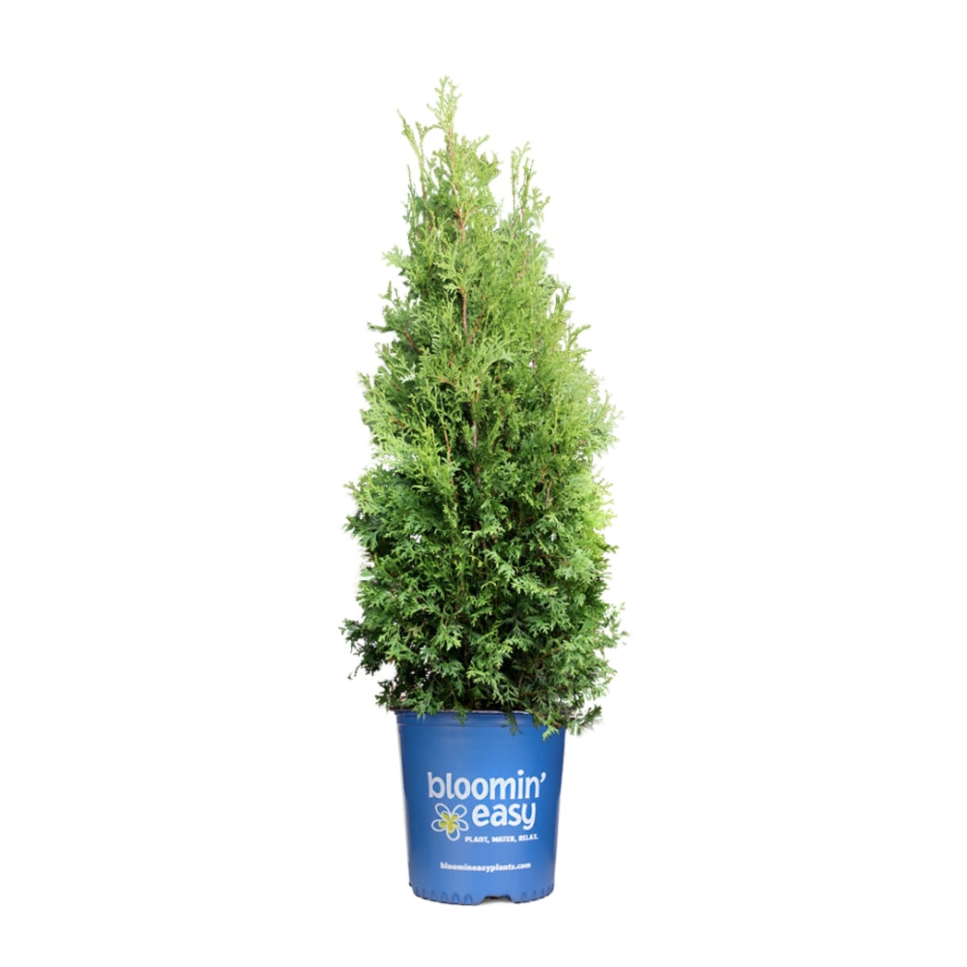 Private Jet Arborvitae plant in blue Bloomin' Easy pot with tall dense evergreen foliage on Tampa Home & Garden Store