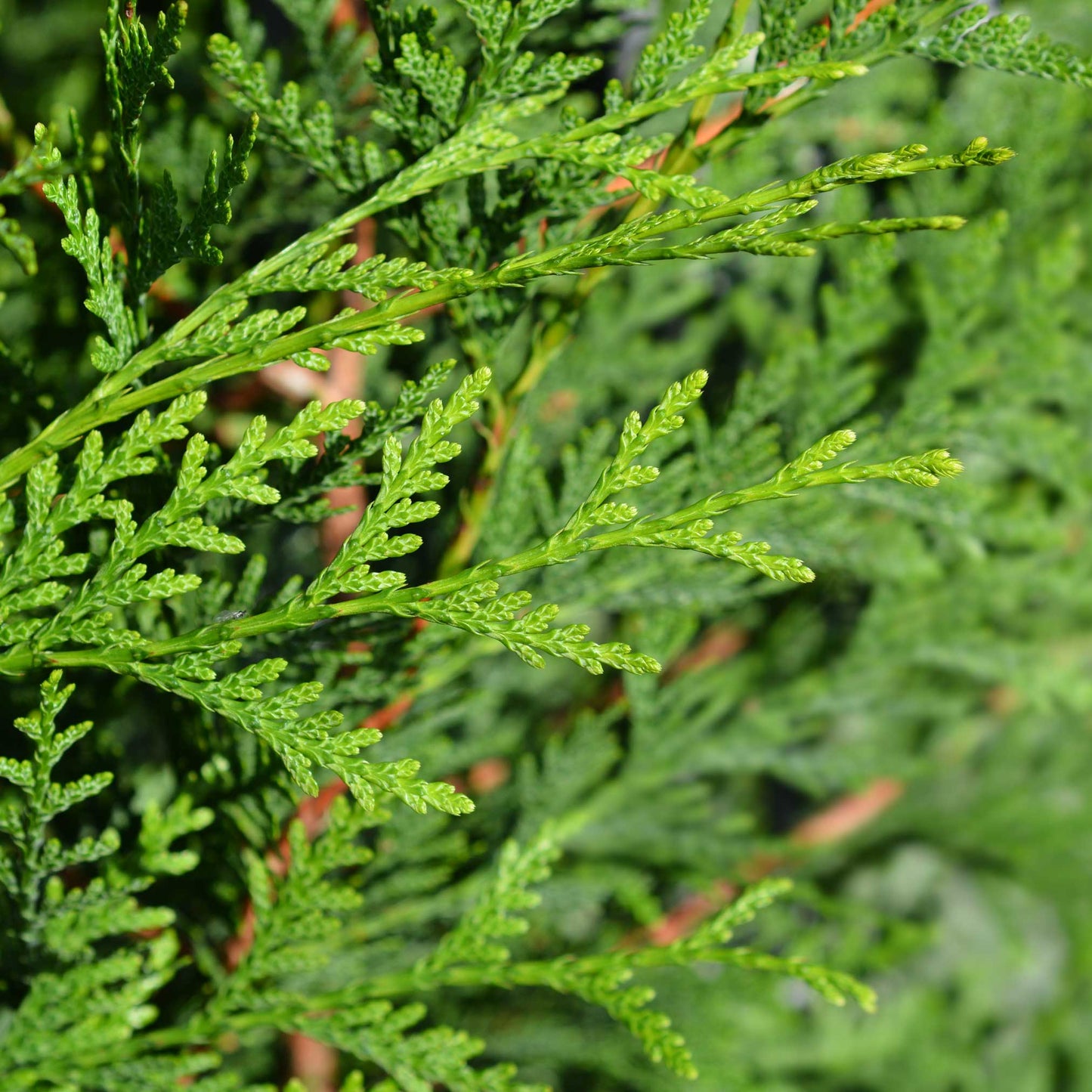 Thuja Green Giant tree with vibrant green foliage and feathery sprays on Tampa Home & Garden Store