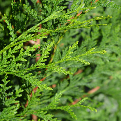 Thuja Green Giant tree with vibrant green foliage and feathery sprays on Tampa Home & Garden Store