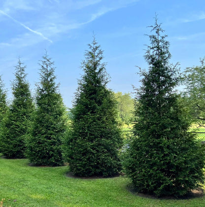 Thuja Green Giant plant, tall evergreen trees with dense dark green foliage in a landscape on Tampa Home & Garden Store