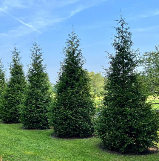 Thuja Green Giant plant, tall evergreen trees with dense dark green foliage in a landscape on Tampa Home & Garden Store