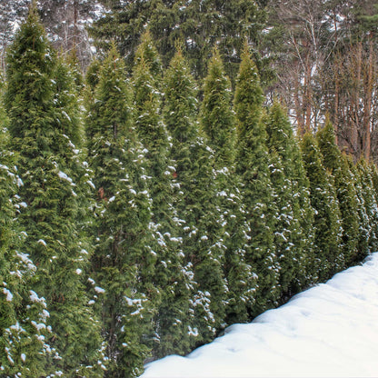 Thuja Green Giant trees from Live Good Logistics, evergreen conifers with snow on needles on Tampa Home & Garden Store