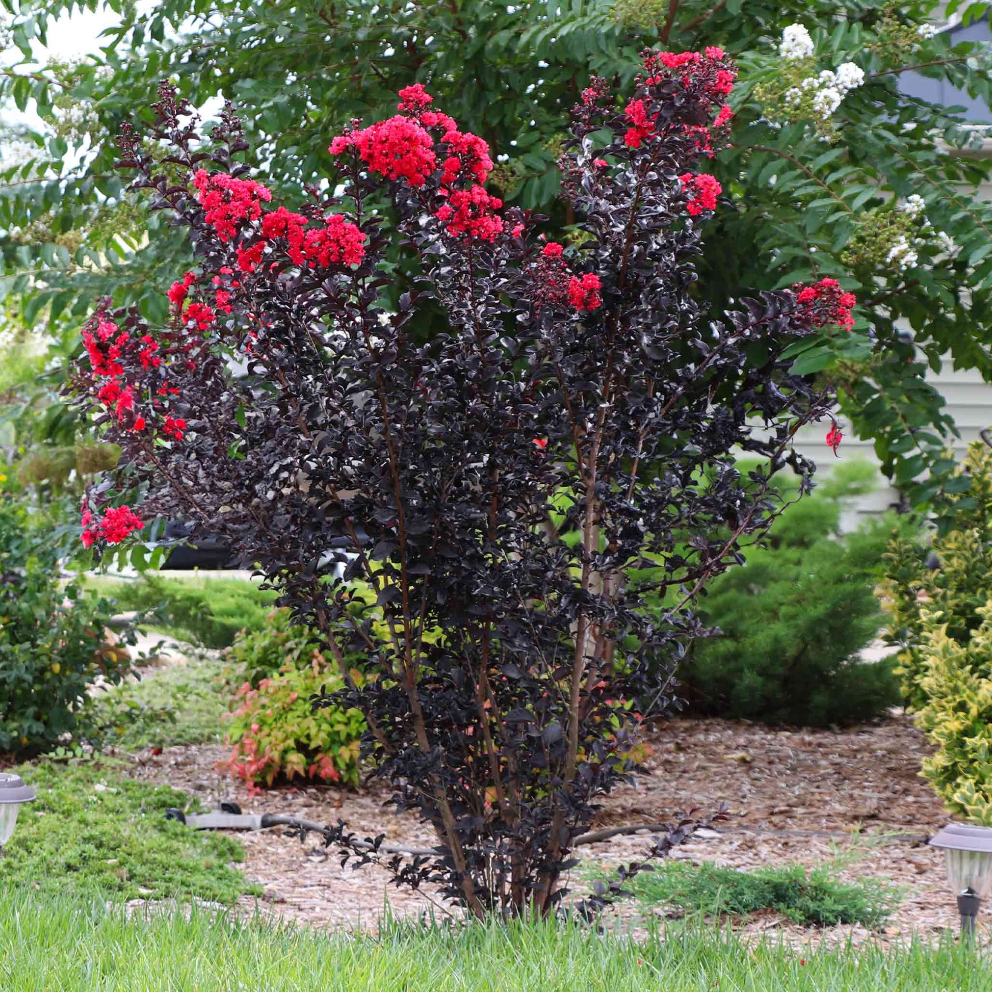 Thunderstruck Rumblin Crape Myrtle burgundy-leaved with red flower clusters Live Good Logistics on Tampa Home & Garden Store