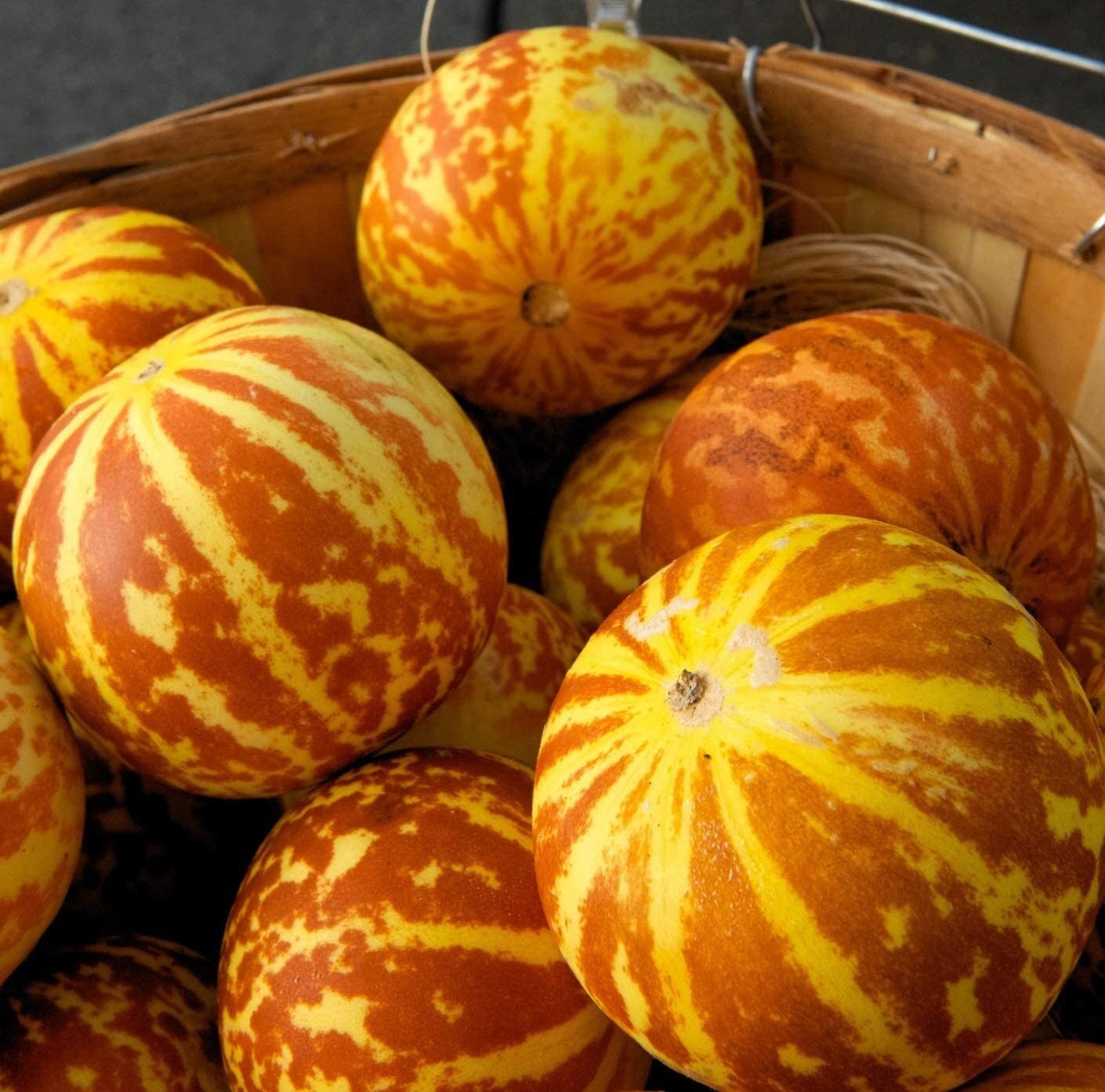 Tigger Melon - 20 Seeds - Exotic Garden Fruit - Sweet Melons - Tampa Home & Garden Store