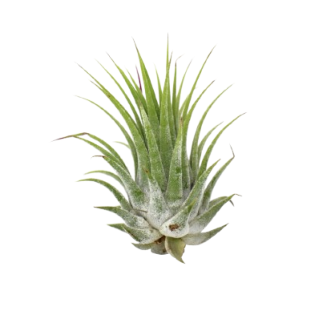 Tillandsia Ionantha air plant with green, silver-trichome leaves forming a compact rosette on Tampa Home & Garden Store