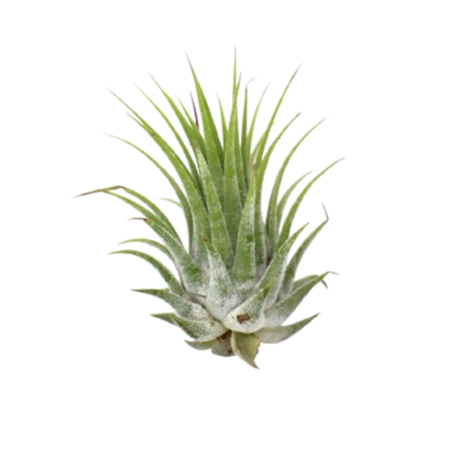 Tillandsia Ionantha air plant with green, silver-trichome leaves forming a compact rosette on Tampa Home & Garden Store