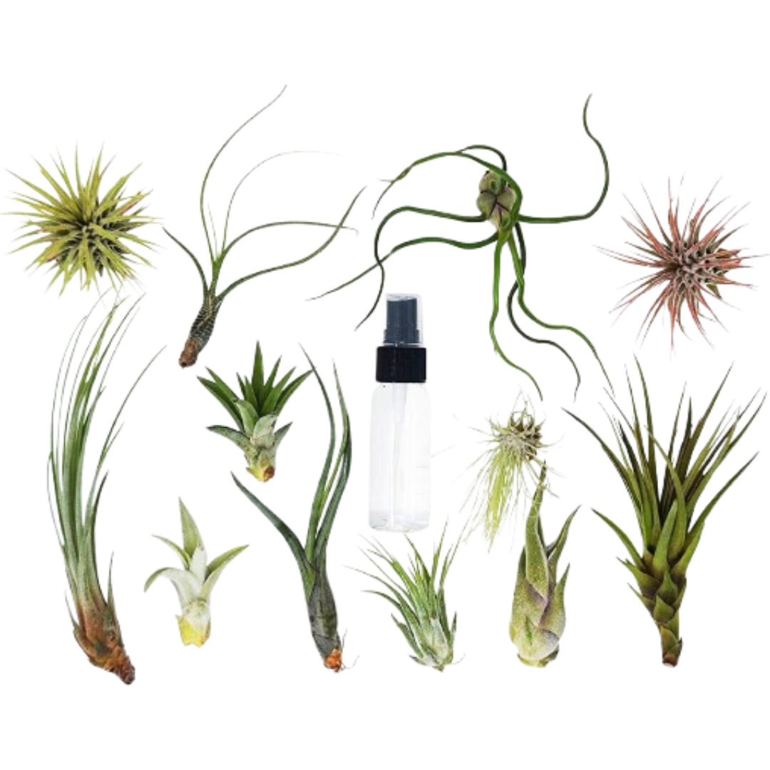 Tillandsia air plant variety pack with spray bottle; assorted green air plants in varied shapes on Tampa Home & Garden Store