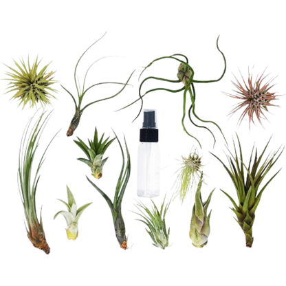 Tillandsia air plant variety pack with spray bottle; assorted green air plants in varied shapes on Tampa Home & Garden Store