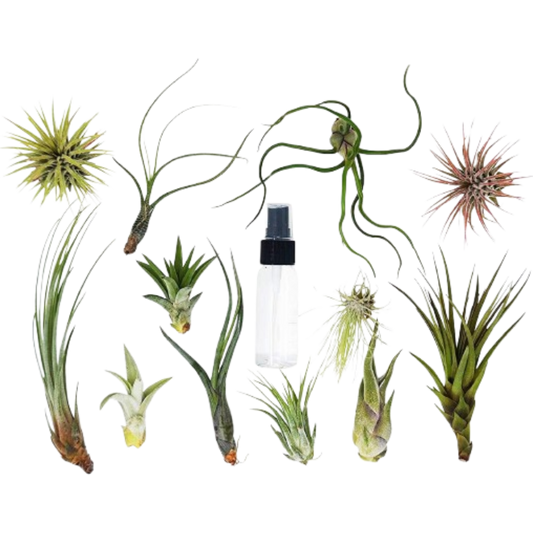 Tillandsia air plant variety pack with spray bottle; assorted green air plants in varied shapes on Tampa Home & Garden Store