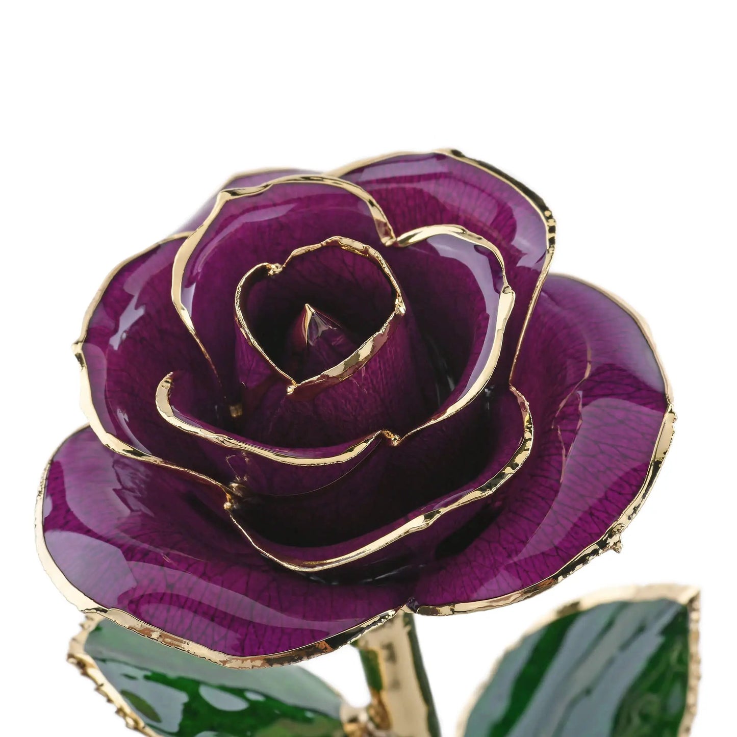 Timeless Rose (Purple) - Tampa Home & Garden Store