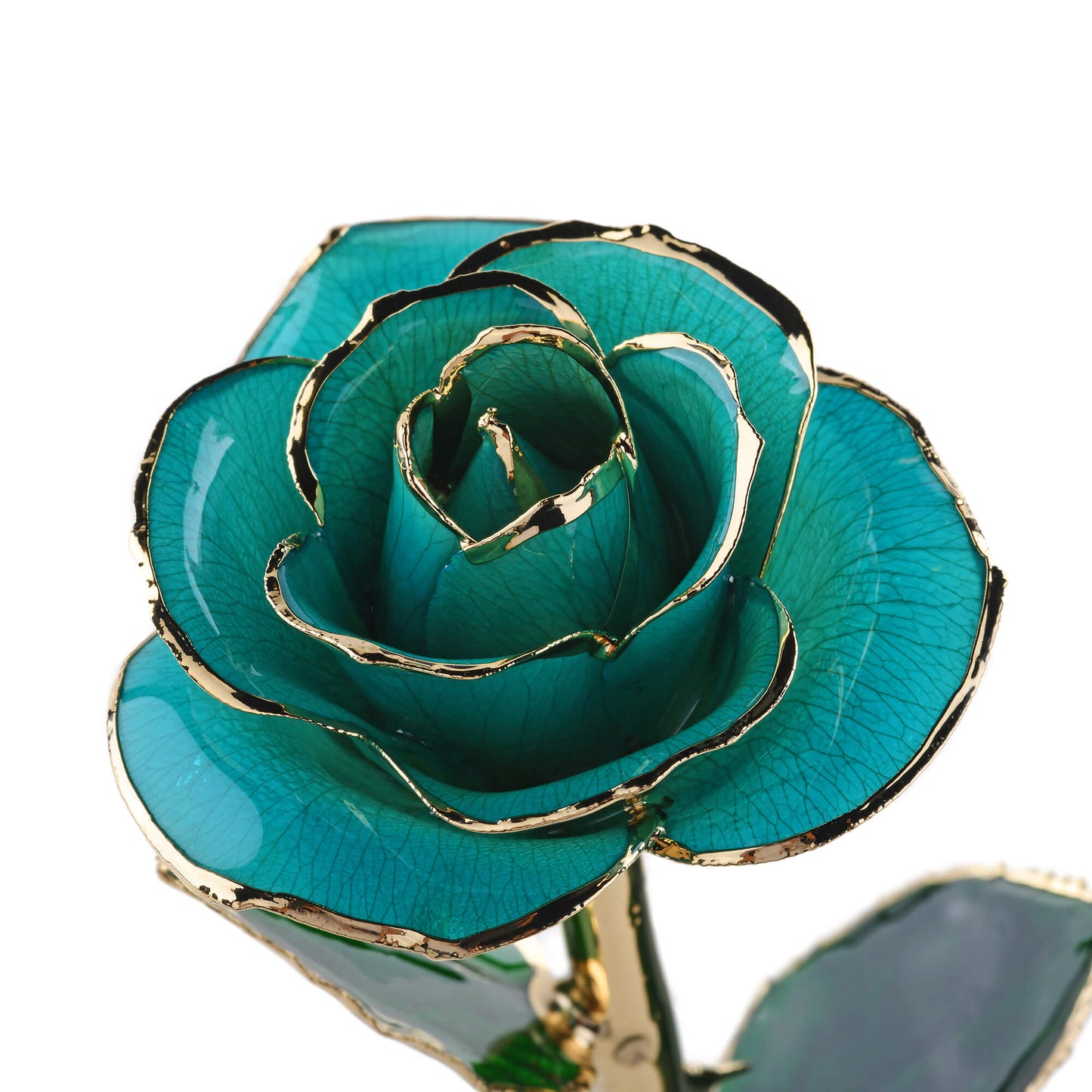 Timeless Rose (Teal) - Tampa Home & Garden Store