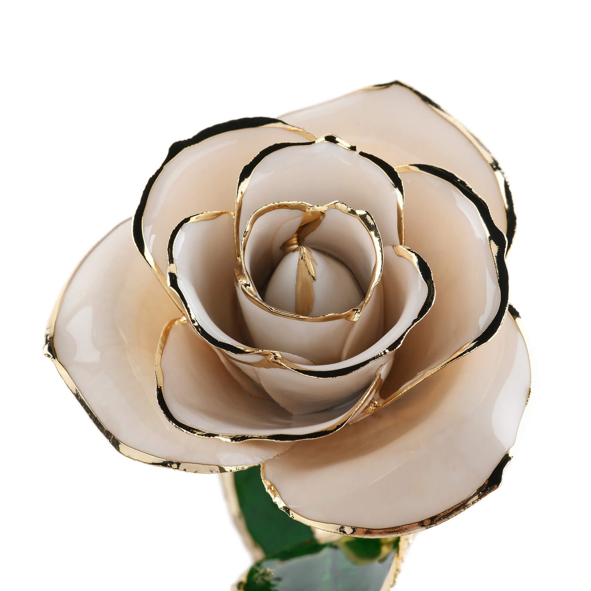 Timeless Rose (White) - Tampa Home & Garden Store