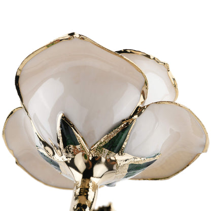 Timeless Rose (White) - Tampa Home & Garden Store