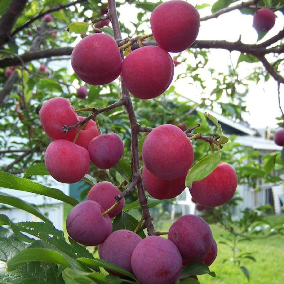 Bubblegum Toka plum tree with purple plums on green leaves Live Good Logistics plant on Tampa Home & Garden Store