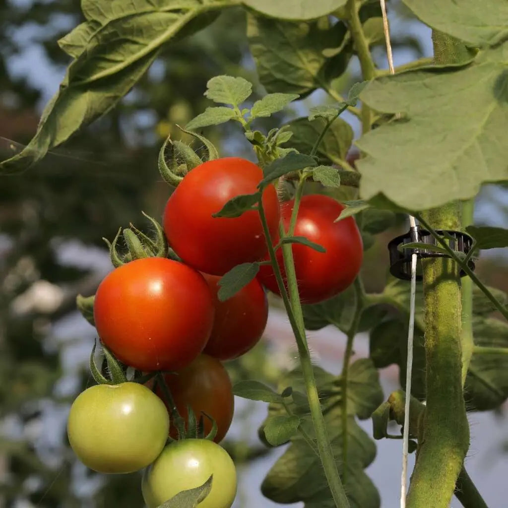 Clips de vigne de support pour plantes