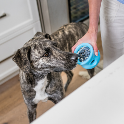 Toppl Puzzle Toy for Moderate Chewers and Treats