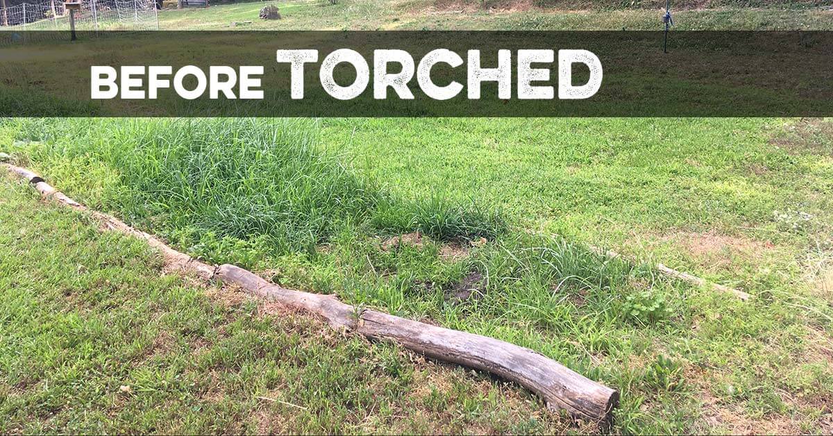 Torched Weed Killer Torched Herbicide | Natural - Tampa Home & Garden Store