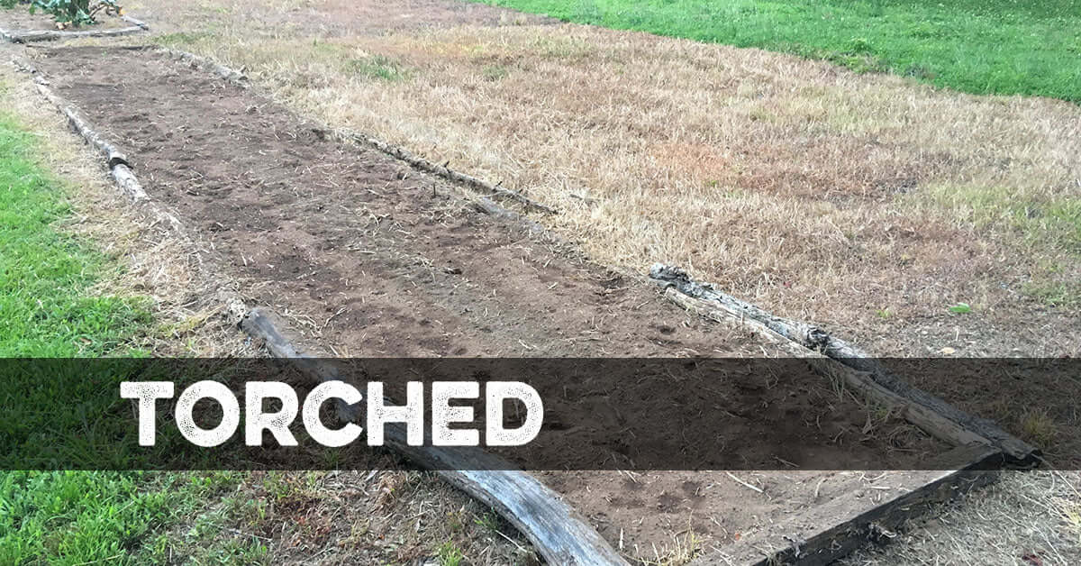 Torched Weed Killer Torched Herbicide | Natural - Tampa Home & Garden Store