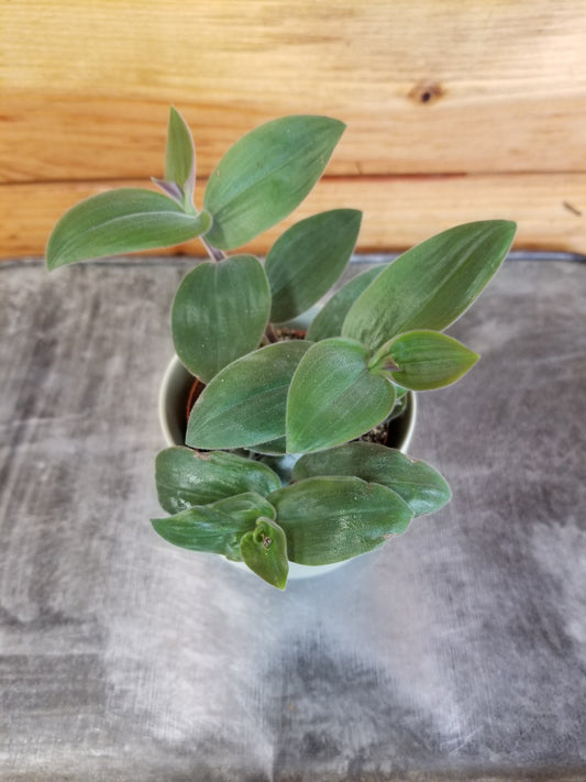 Tradescantia Baby Bunny Bellies 2" Plant - Tampa Home & Garden Store