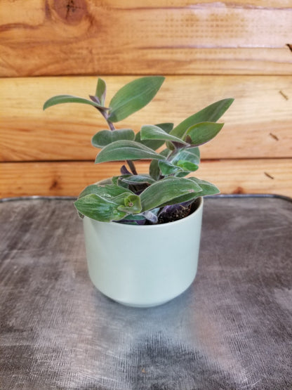 Tradescantia Baby Bunny Bellies 2" Plant - Tampa Home & Garden Store