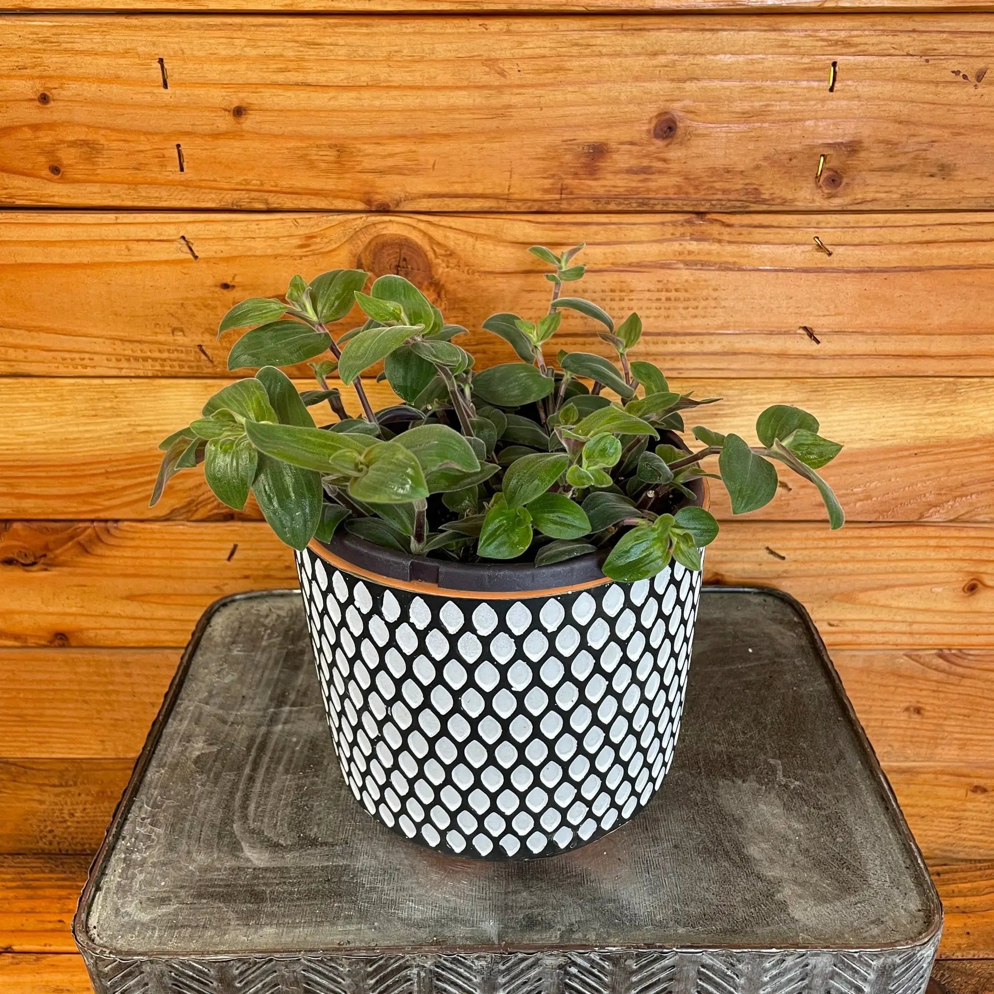 Tradescantia Baby Bunny Bellies 6" Plant - Tampa Home & Garden Store