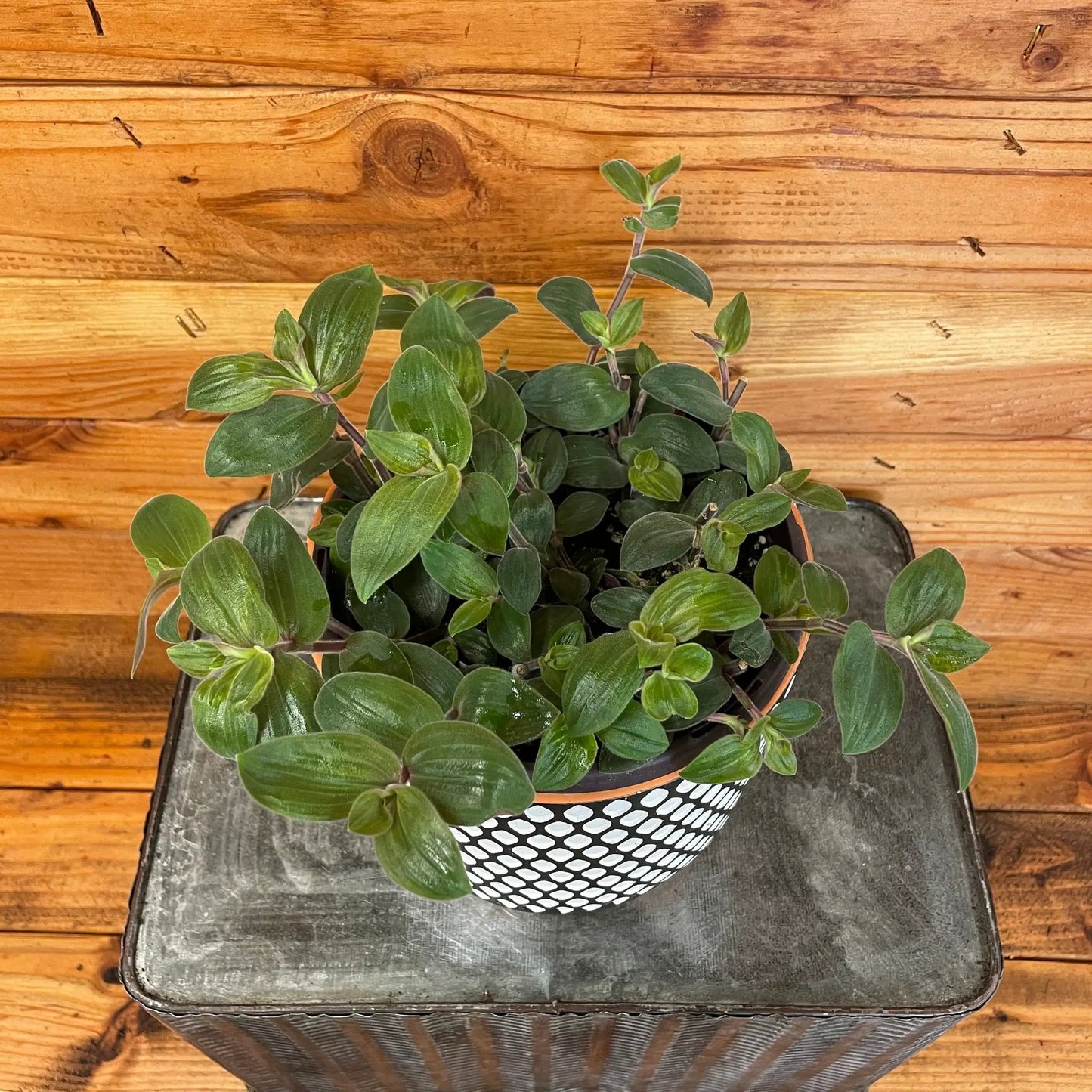 Tradescantia Baby Bunny Bellies 6" Plant - Tampa Home & Garden Store