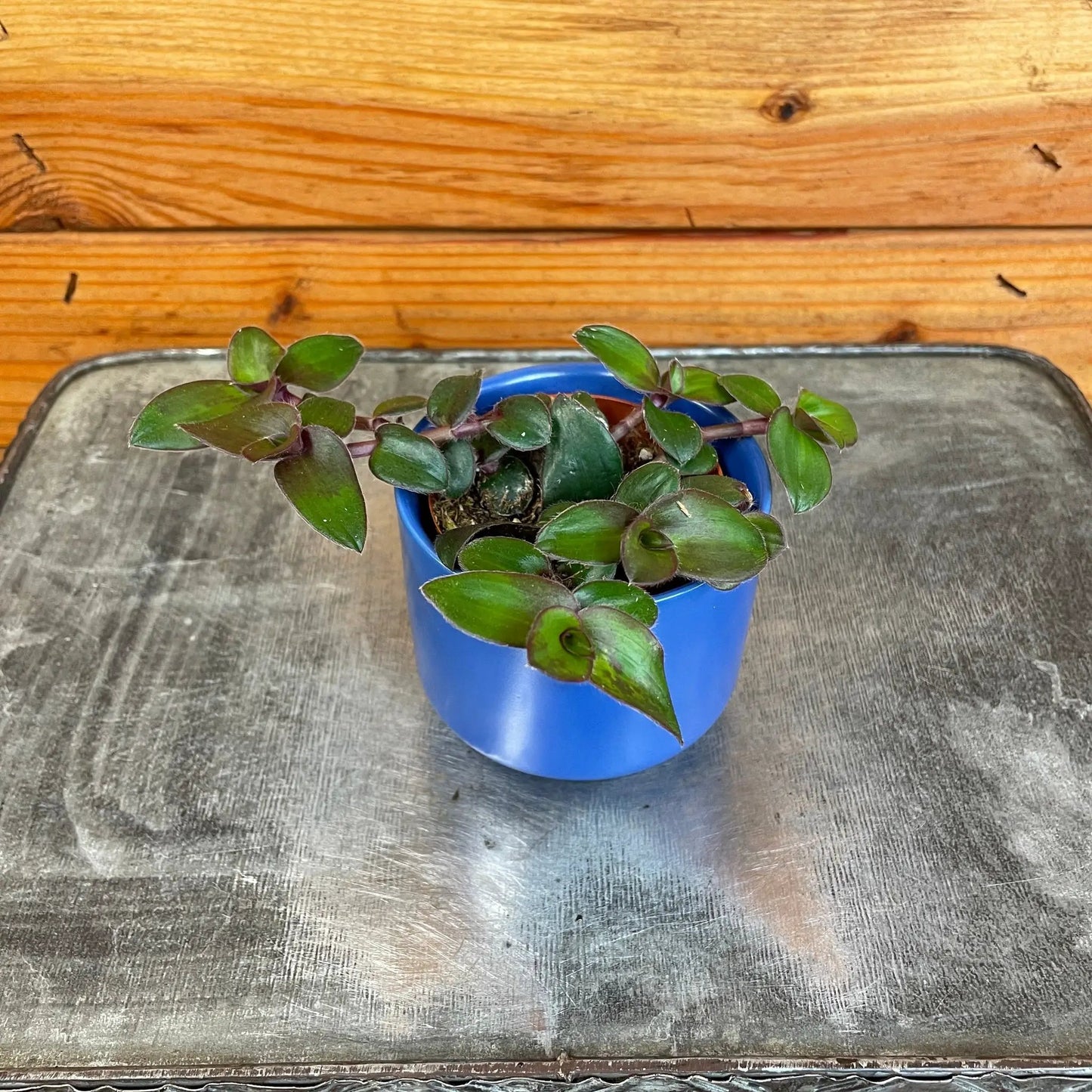 Tradescantia Hijau Baru, 2" Plant - Tampa Home & Garden Store